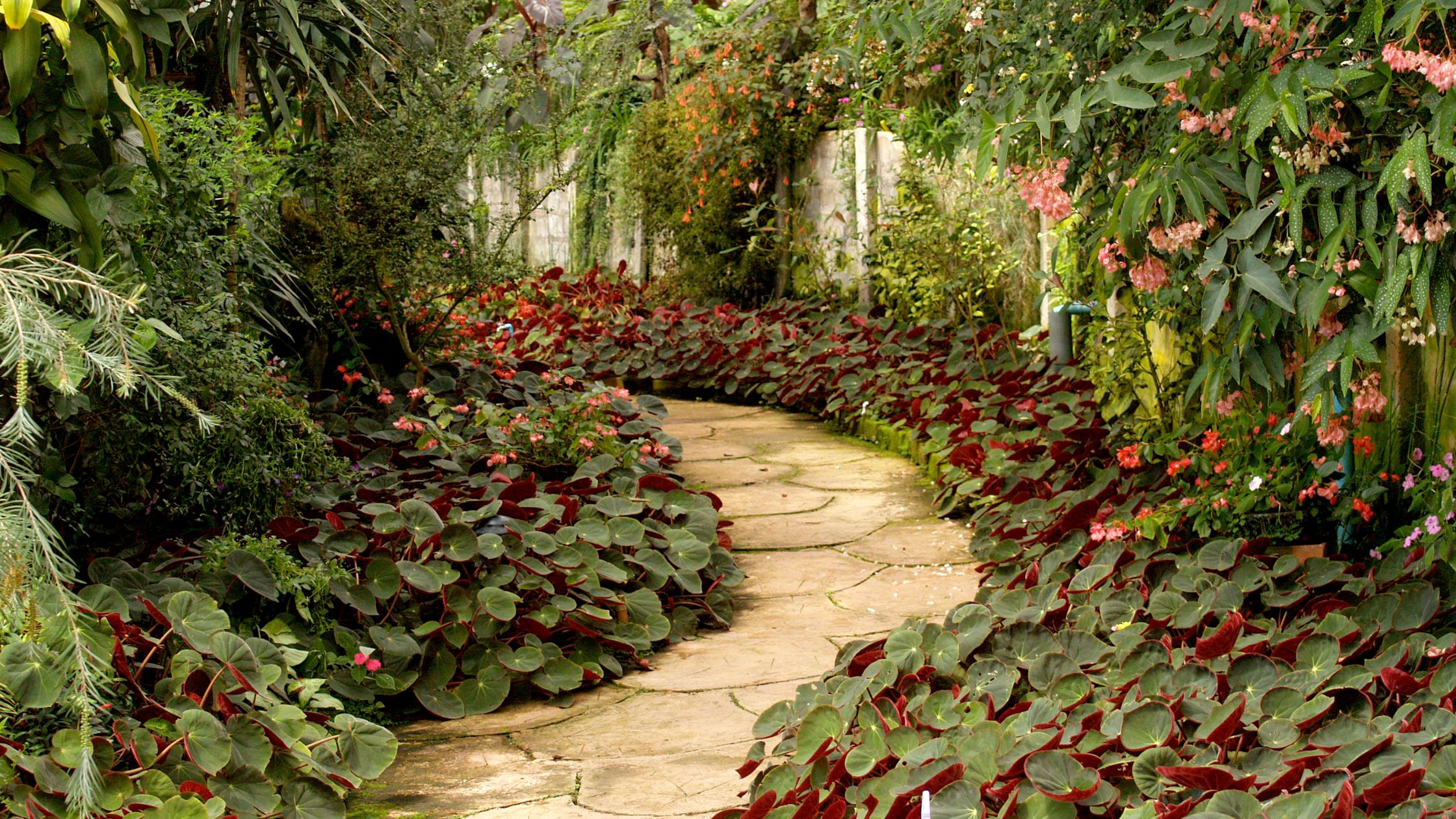 a path in a garden symbolising June’s Garden of Wisdom: Planting Seeds of Positivity!