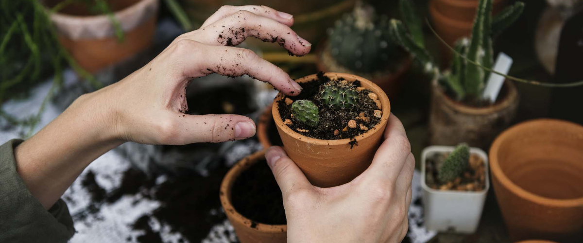Hands potting a plant grounding practice for the Feeling spiritual gift clairsentience